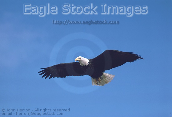 Bald Eagle in-flight [BEF03], crystal clear picture of bald eagle soaring high.  Picture of Eagle flying high over Alaska.